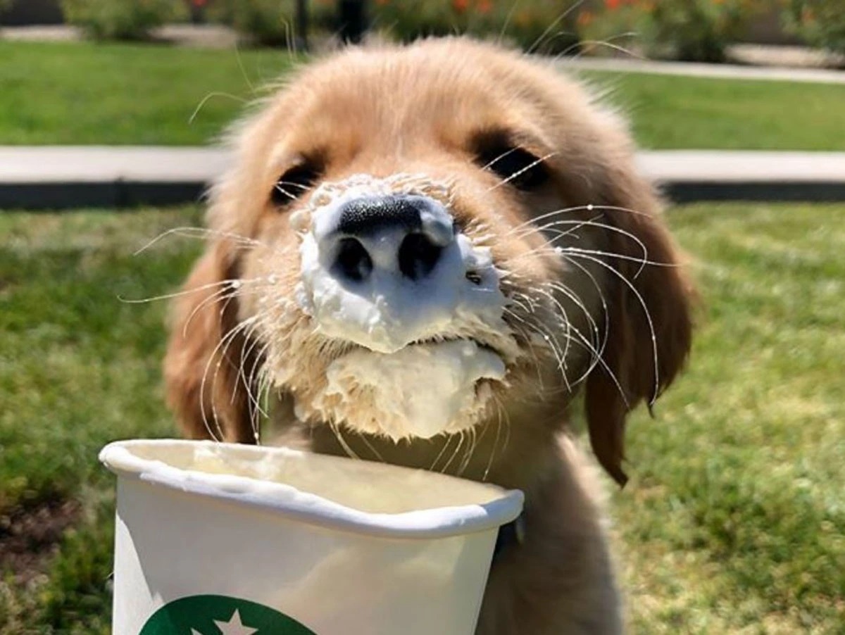 A dog enjoying a Puppuccino